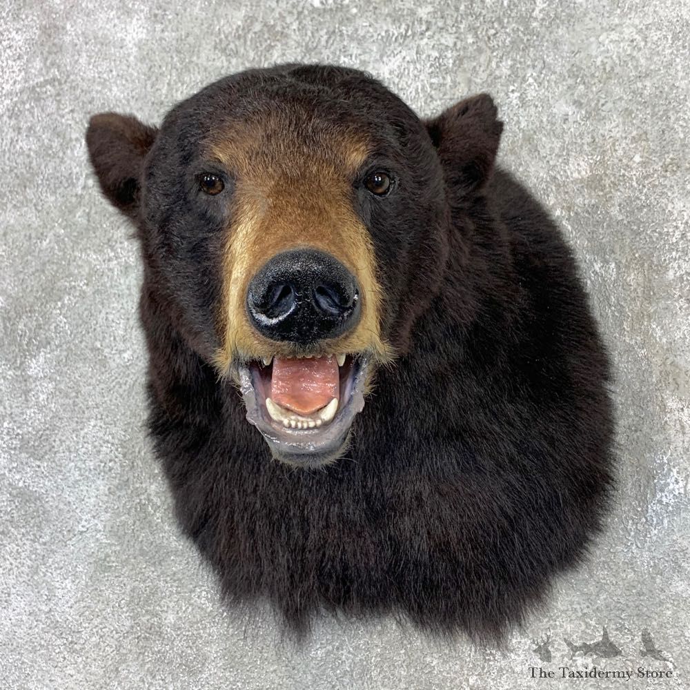 Black Bear Shoulder Mount For Sale #23353 @ The Taxidermy Store