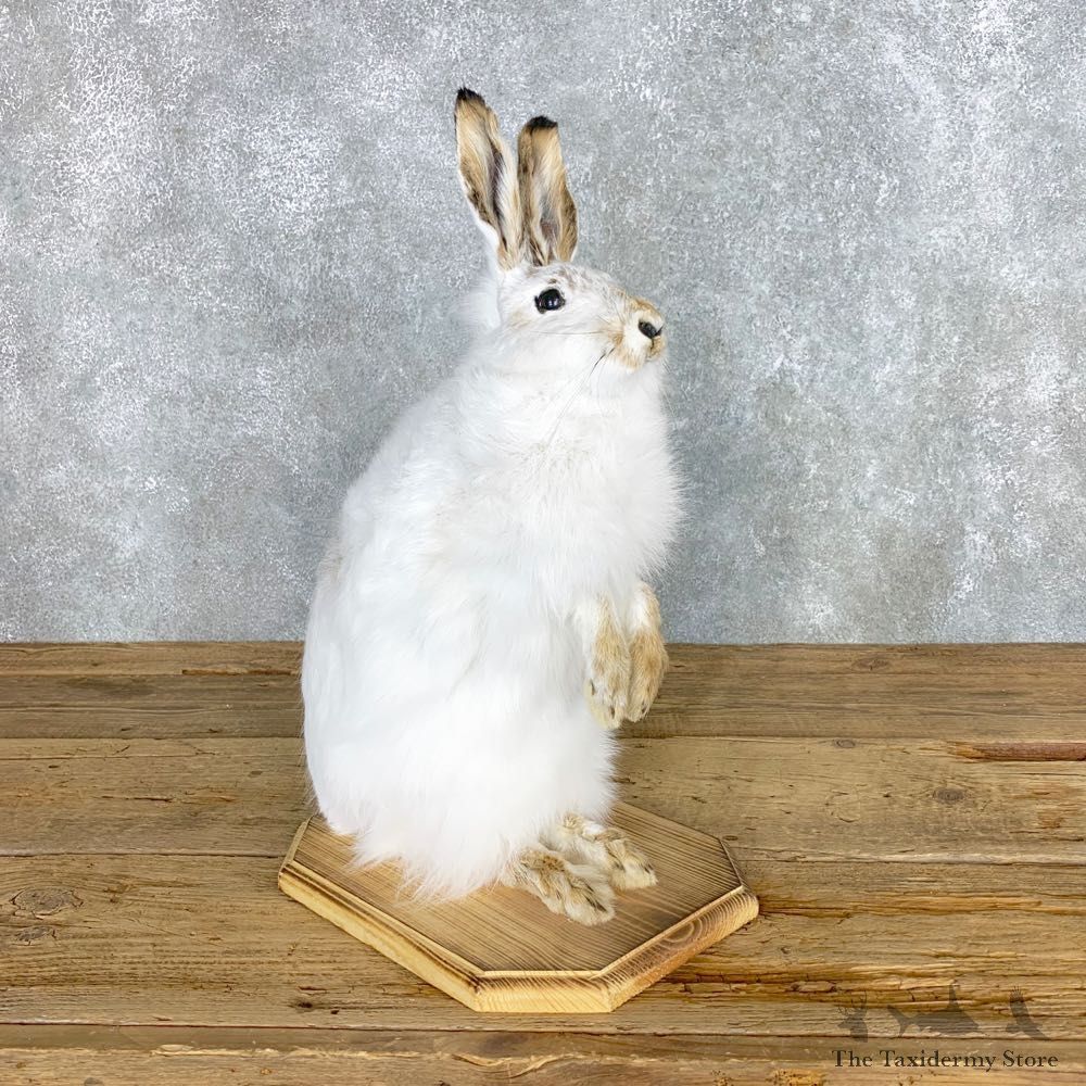 White-Tailed Jackrabbit Mount #22307 For Sale @ The Taxidermy Store