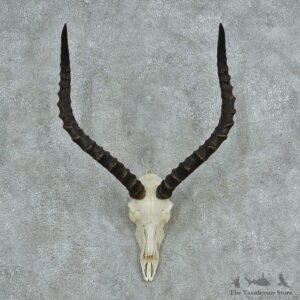 Impala Skull Horns European Mount #13730 For Sale @ The Taxidermy Store
