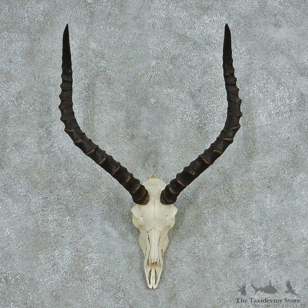 Impala Skull Horns European Mount #13730 For Sale @ The Taxidermy Store