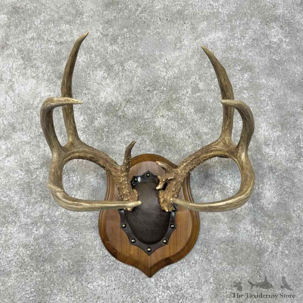 Whitetail Deer Antler Plaque Mount For Sale #30471 @ The Taxidermy Store