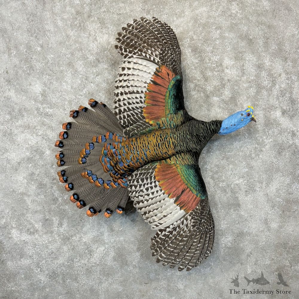 Ocellated Turkey Bird Mount For Sale #29718 @ The Taxidermy Store