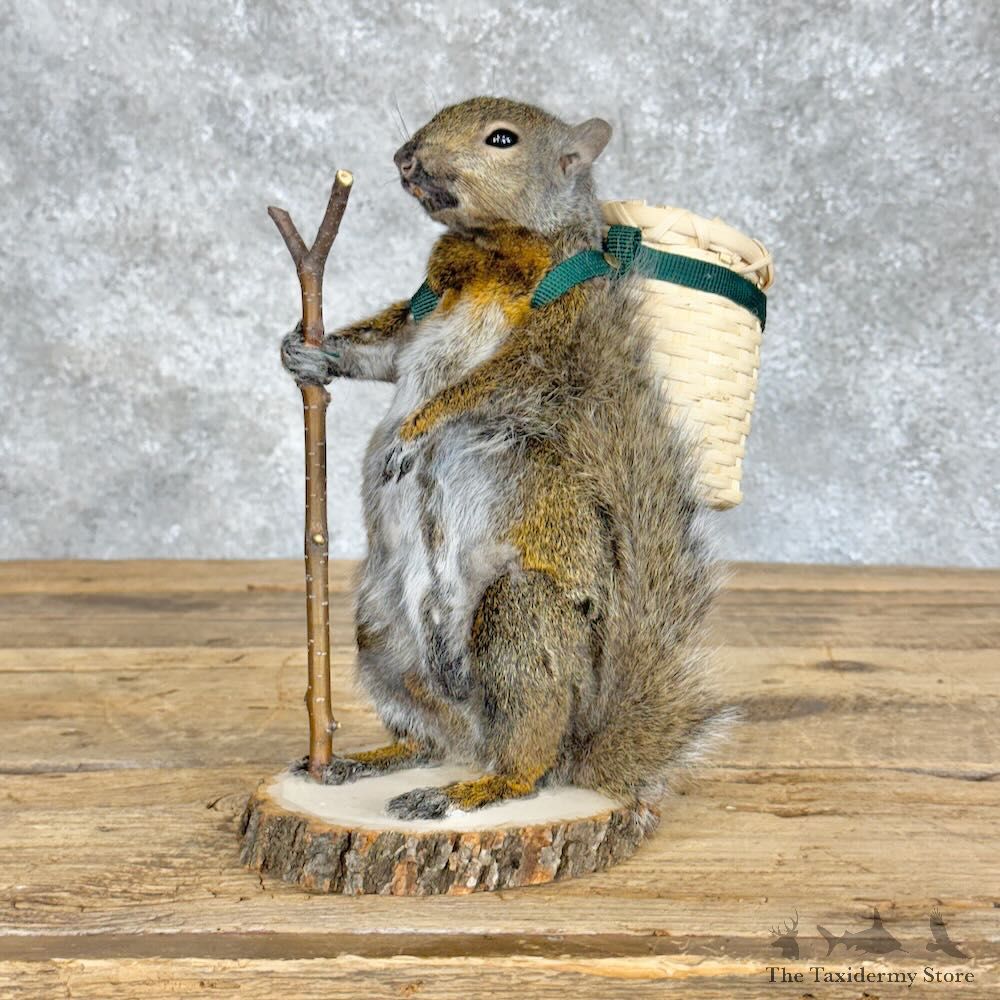 Hiking Squirrel Novelty Mount For Sale #28932 @ The Taxidermy Store