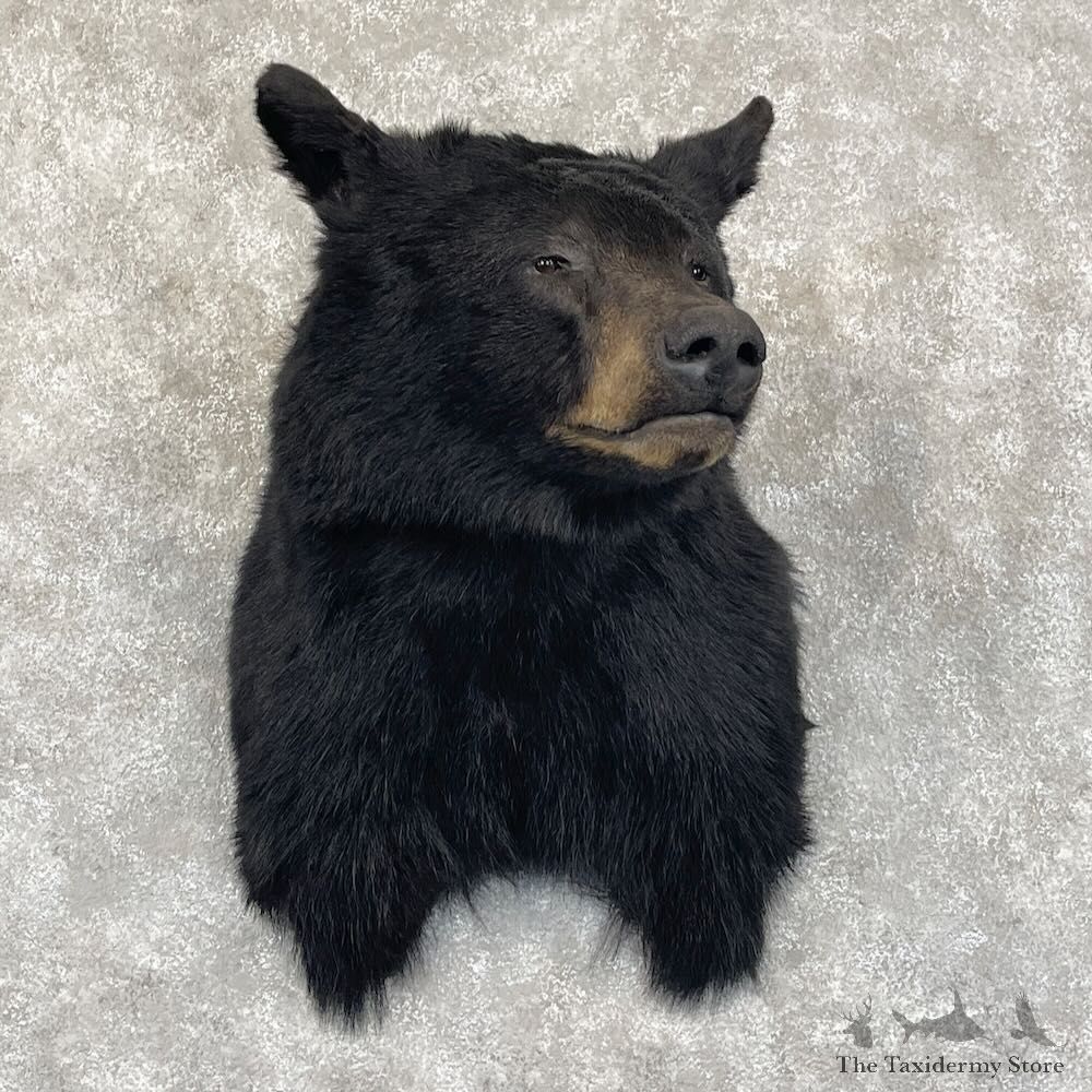Black Bear Shoulder Mount For Sale #28082 @ The Taxidermy Store