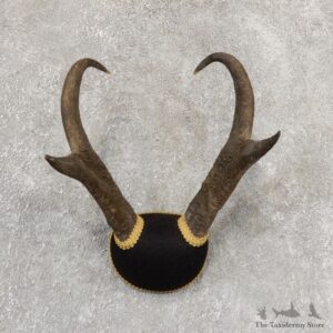 Pronghorn Taxidermy Horn Mount #19035 For Sale @ The Taxidermy Store