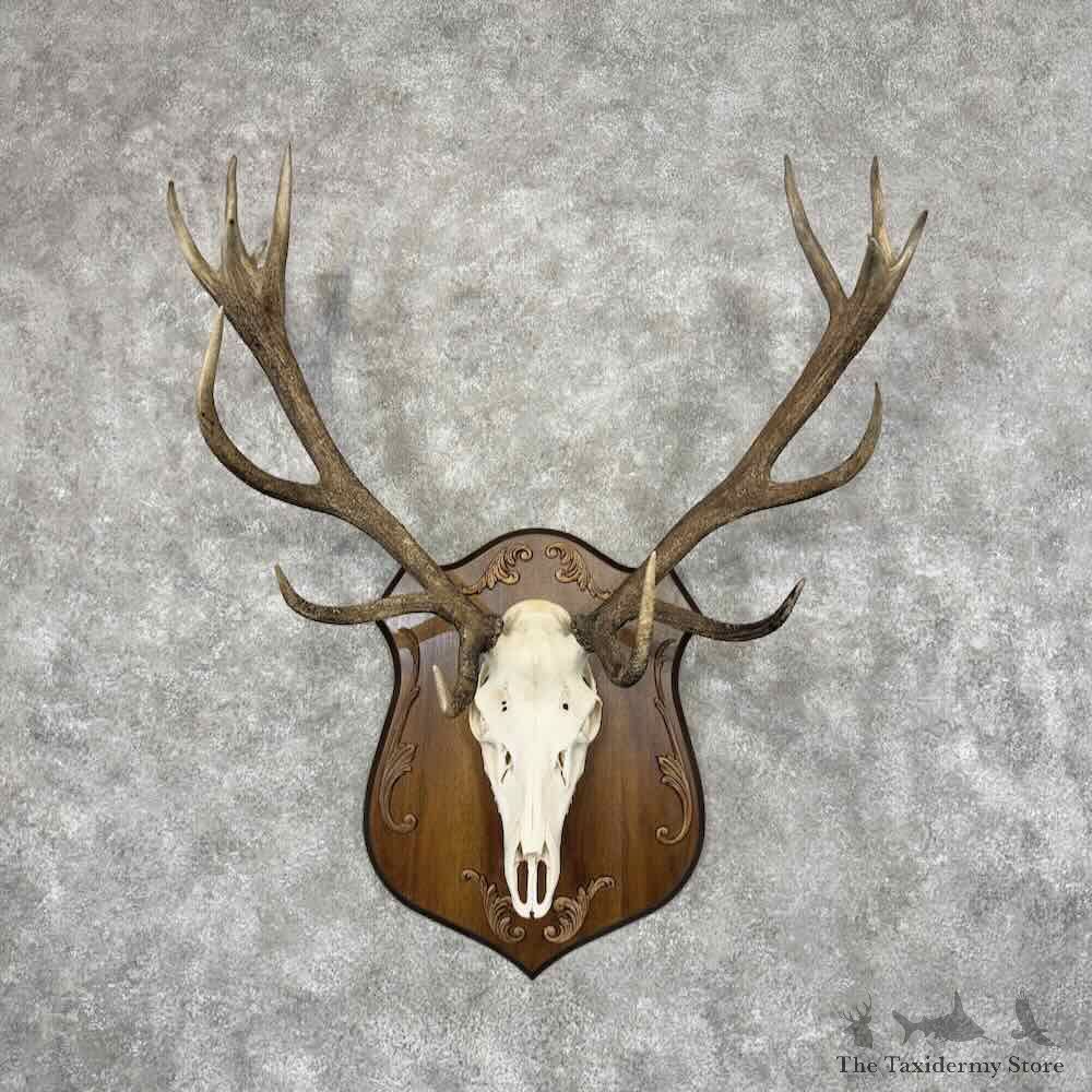 European Polish Red Deer Stag Skull Plaque Mount For Sale #32107 @ The Taxidermy Store