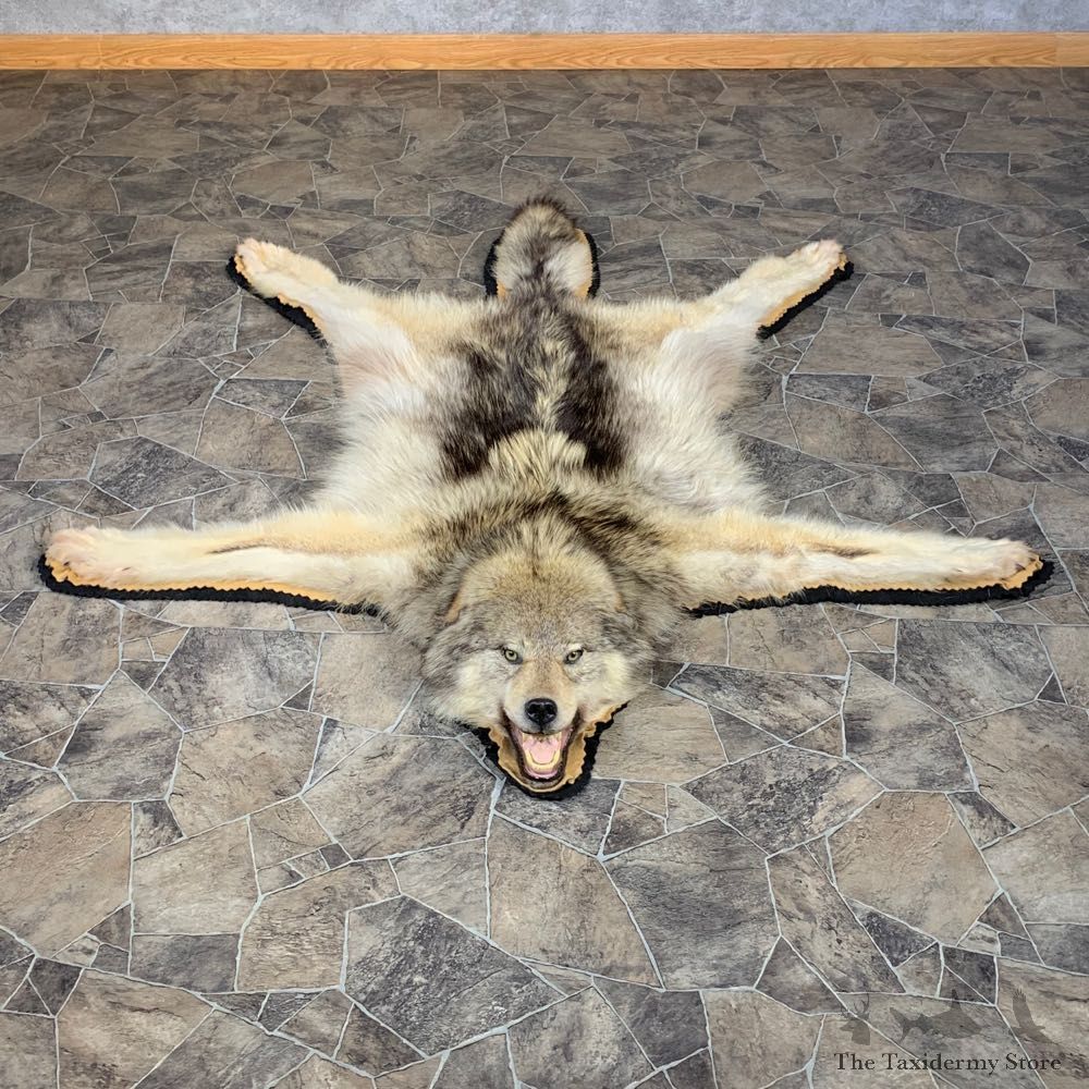 Gray Wolf Rug Taxidermy Mount For Sale #22106 @ The Taxidermy Store
