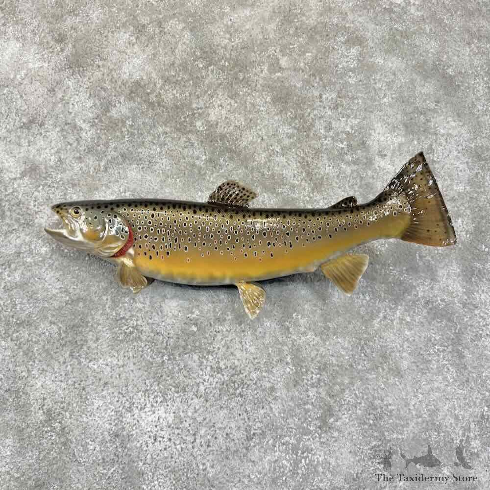 Brown Trout Fish Mount For Sale #30746 @ The Taxidermy Store