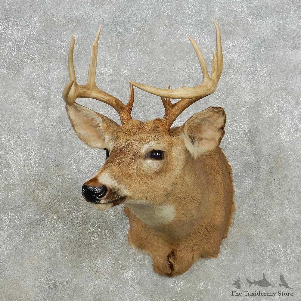 Whitetail Deer Taxidermy Shoulder Mount For Sale #14130 @ The Taxidermy Store