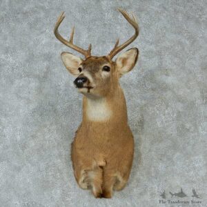 Whitetail Deer Taxidermy Shoulder Mount #13149 For Sale @ The Taxidermy Store