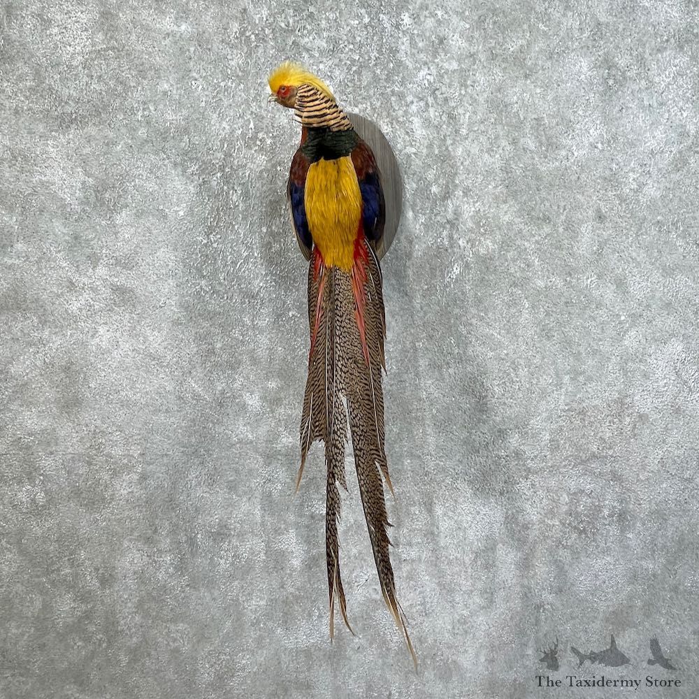 Golden Pheasant Mount For Sale #25756 @ The Taxidermy Store