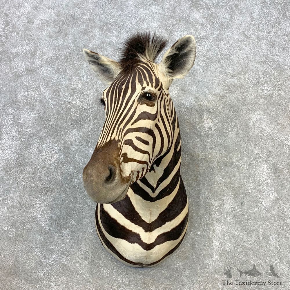 African Zebra Shoulder Mount For Sale #21649 @ The Taxidermy Store