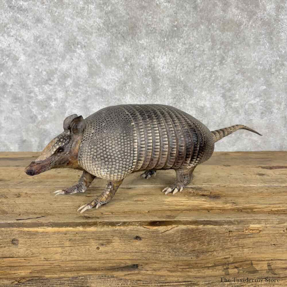 Armadillo Life-Size Mount For Sale #30838 @ The Taxidermy Store