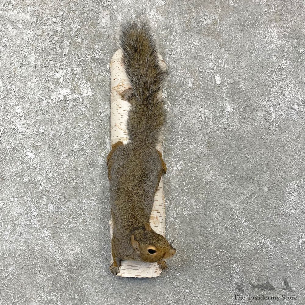 Grey Squirrel Life-Size Mount For Sale #25077 @ The Taxidermy Store