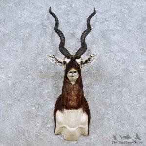 India Blackbuck Taxidermy Shoulder Mount For Sale #14243 @ The Taxidermy Store