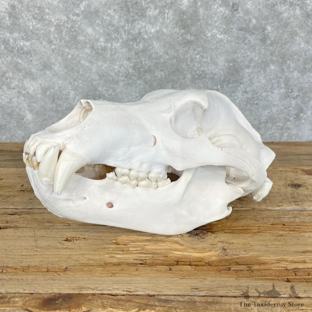 Inland Grizzly Bear Skull Mount For Sale #28649 @ The Taxidermy Store