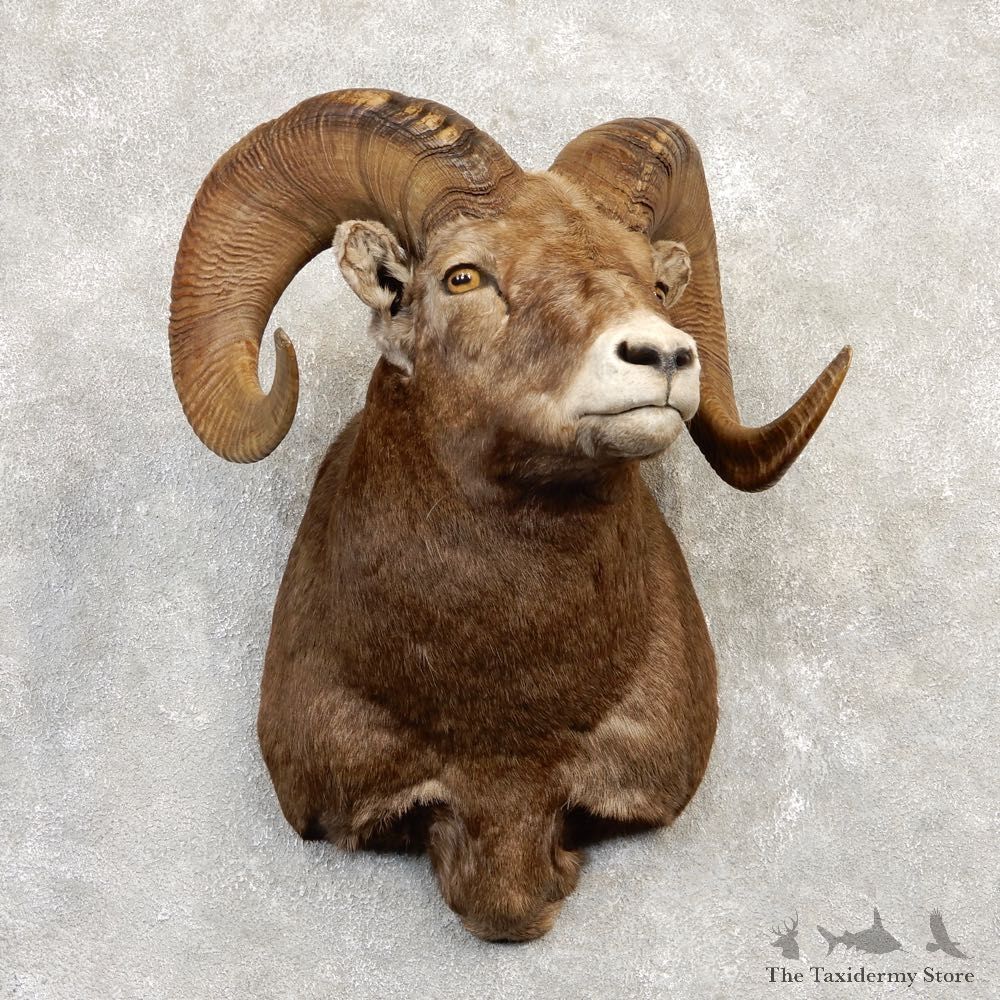 Bighorn Sheep Shoulder Mount For Sale #20218 @ The Taxidermy Store