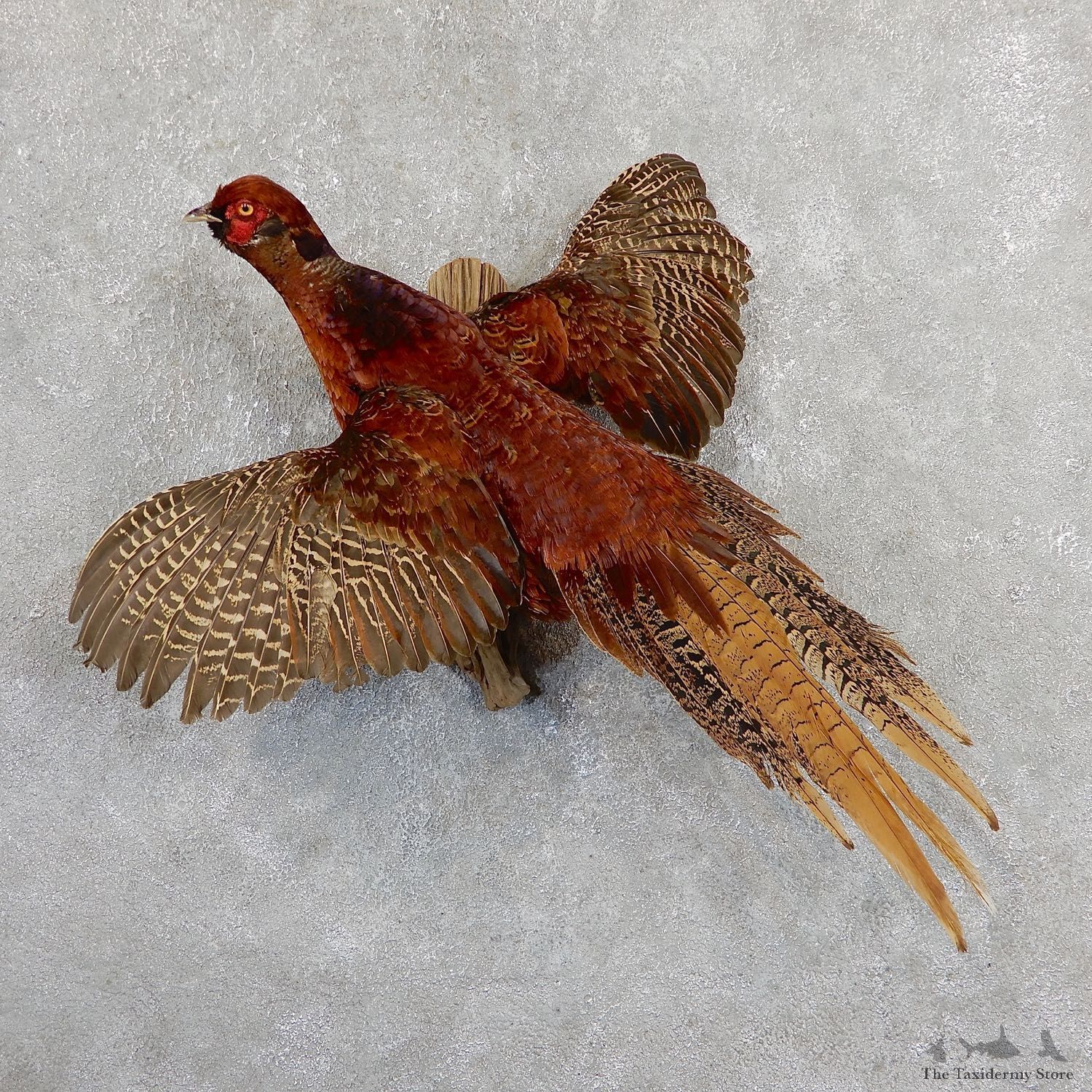 Copper Pheasant Bird Mount For Sale #19647 @ The Taxidermy Store