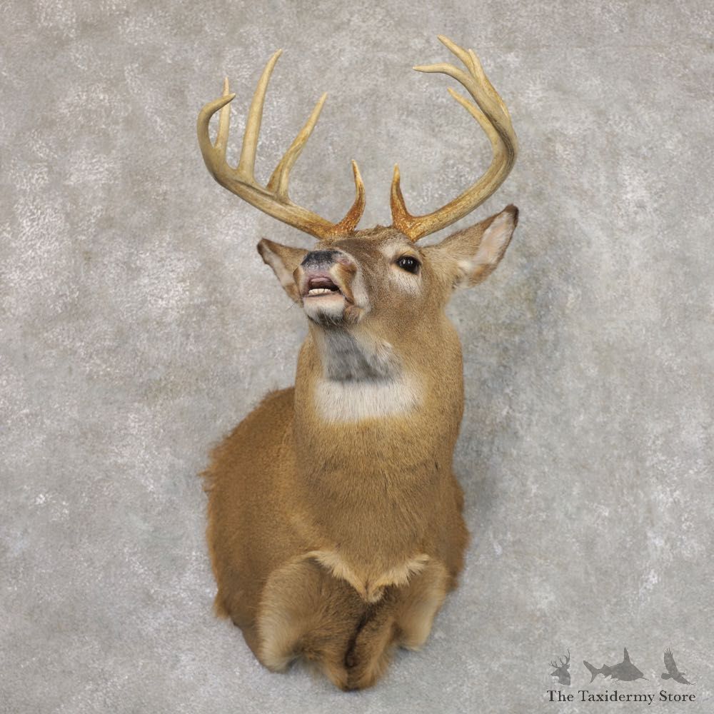Whitetail Deer Shoulder Mount #22167 For Sale - The Taxidermy Store