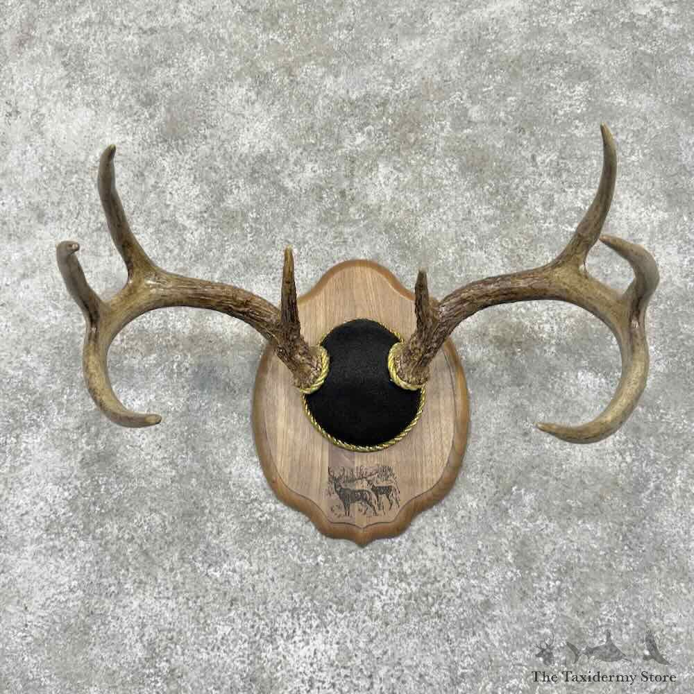 Whitetail Deer Antler Plaque Mount For Sale #31674 @ The Taxidermy Store