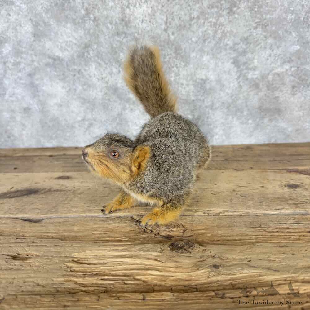 Fox Squirrel Life Size Mount For Sale #32273 @ The Taxidermy Store