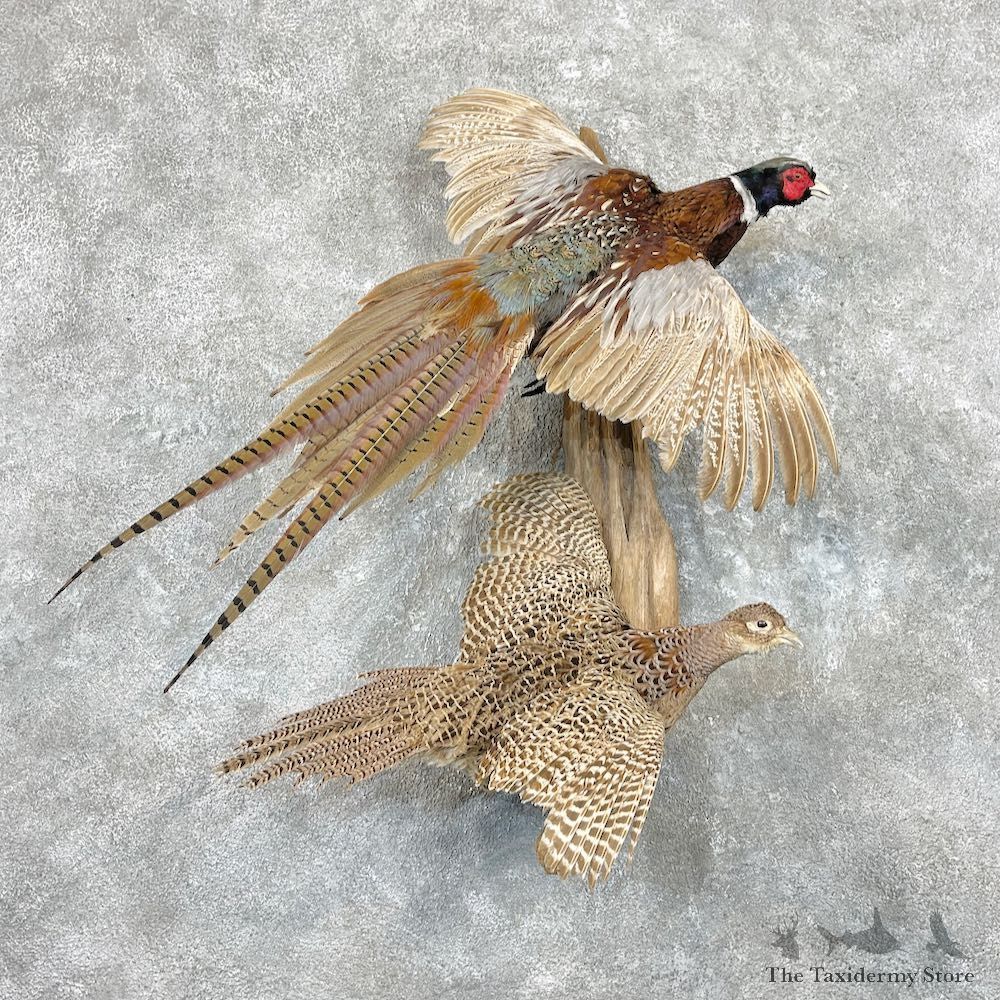 Ringneck Pheasant Scene Mount For Sale #26949 @ The Taxidermy Store