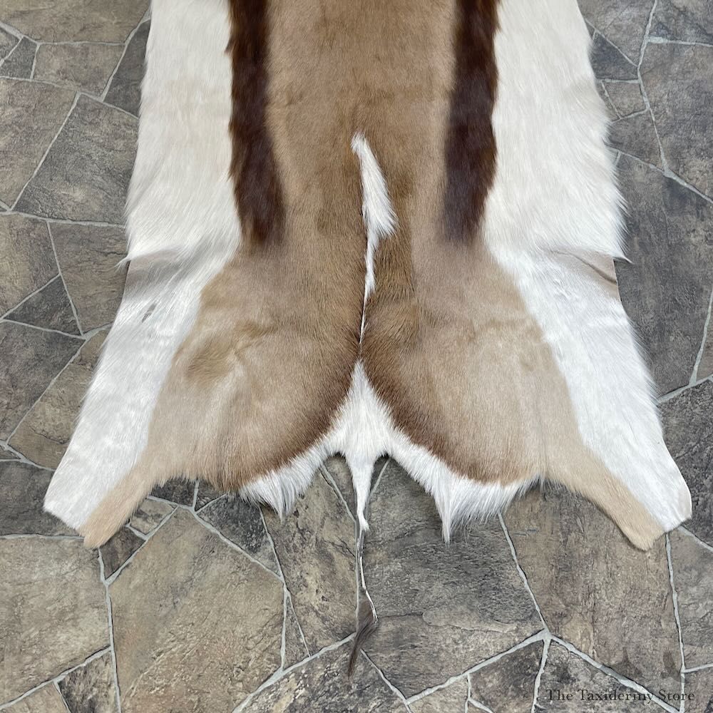 Springbok Taxidermy Hide For Sale #27896 @ The Taxidermy Store