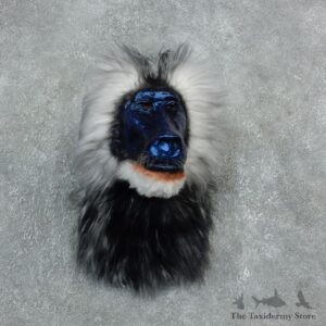 Reproduction Drill Baboon Mount For Sale #18305 @ The Taxidermy Store