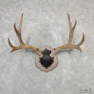 Mule Deer Taxidermy Antler Plaque #19134 For Sale @ The Taxidermy Store