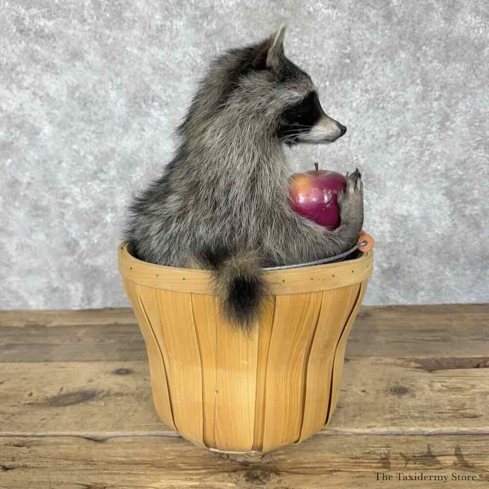 Raccoon Novelty Mount For Sale #30694 @ The Taxidermy Store