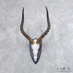 Impala Skull & Horn European Mount For Sale #18723 @ The Taxidermy Store