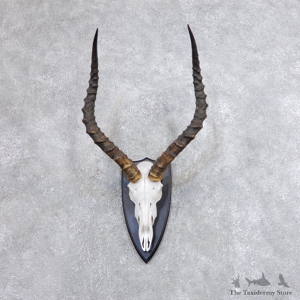 Impala Skull & Horn European Mount For Sale #18723 @ The Taxidermy Store
