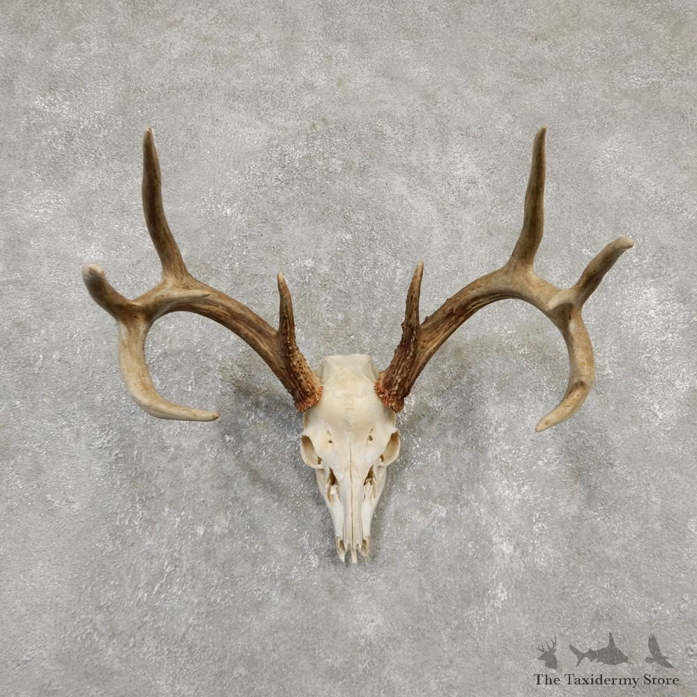 Whitetail Deer Skull European Mount For Sale #20179 @ The Taxidermy Store