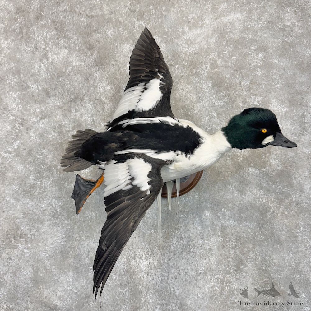 American Goldeneye Duck Mount For Sale #30102 @ The Taxidermy Store