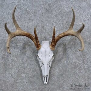 Whitetail Deer Skull Antler European Mount For Sale #15647 @ The Taxidermy Store