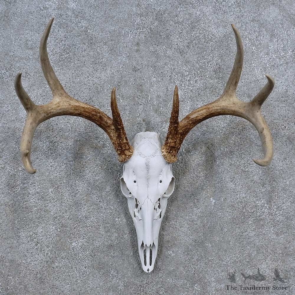 Whitetail Deer Skull Antler European Mount For Sale #15647 @ The Taxidermy Store