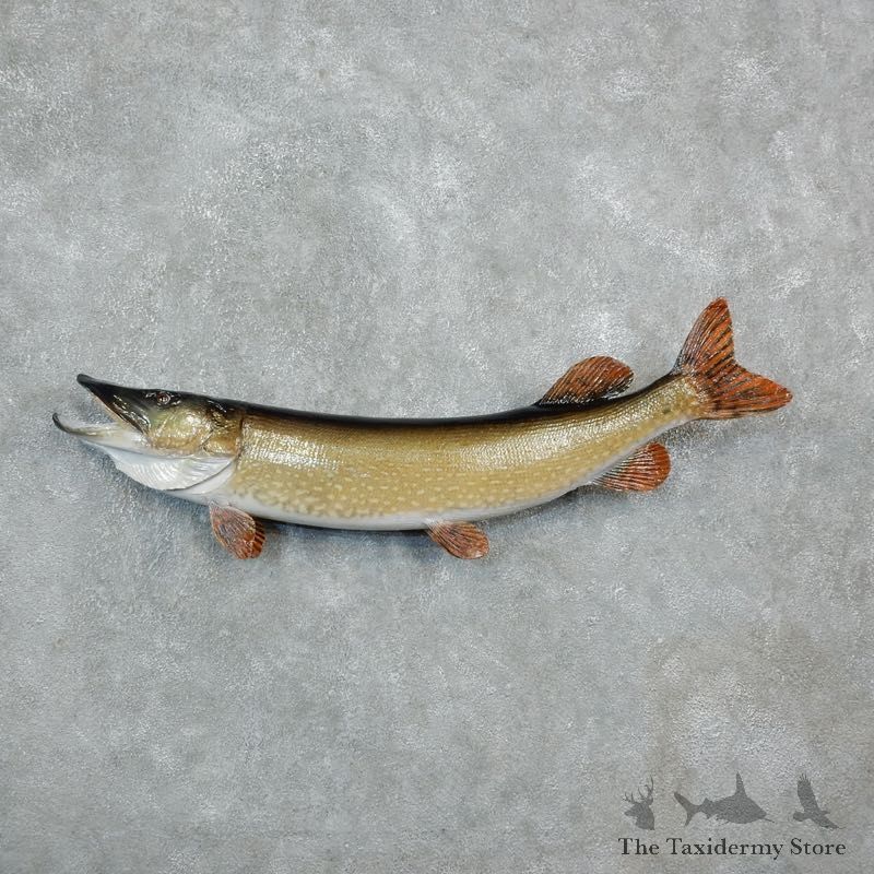 Northern Pike Fish Taxidermy Mount For Sale #18232 @ The Taxidermy Store