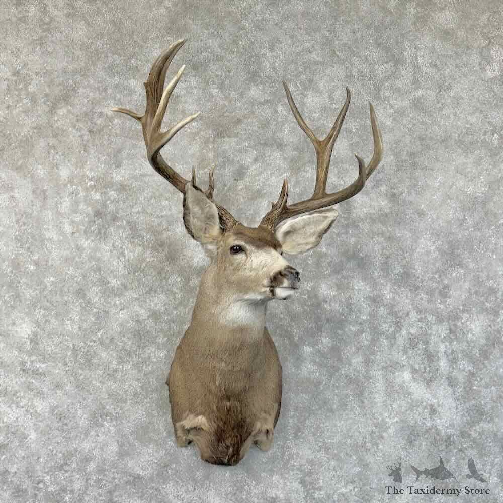 Mule Deer Shoulder Mount For Sale #30327 @ The Taxidermy Store
