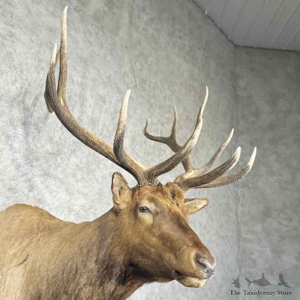 Rocky Mountain Elk Shoulder Mount For Sale #30365 @ The Taxidermy Store