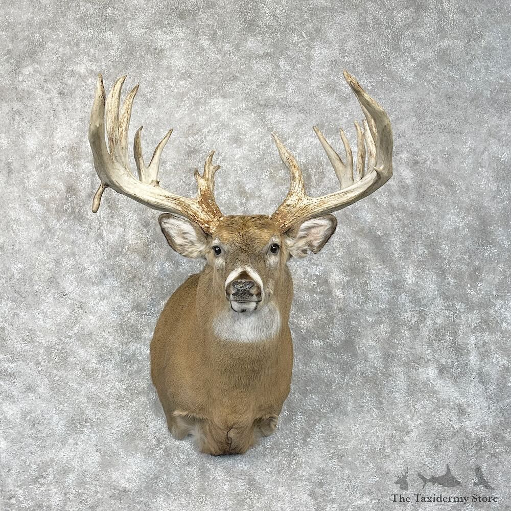 Whitetail Deer Shoulder Mount For Sale #28441 - The Taxidermy Store