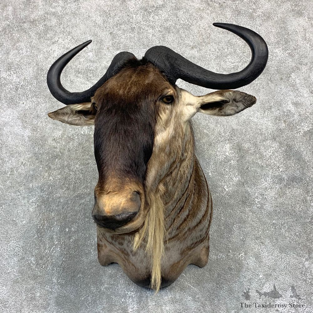 White-Bearded Wildebeest Shoulder Mount For Sale #23138 @ The Taxidermy Store