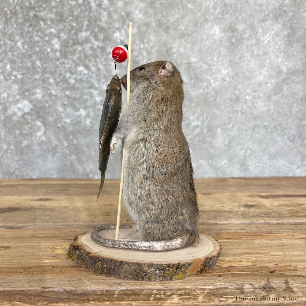 Fishing Rat Novelty Mount For Sale #26385 @ The Taxidermy Store