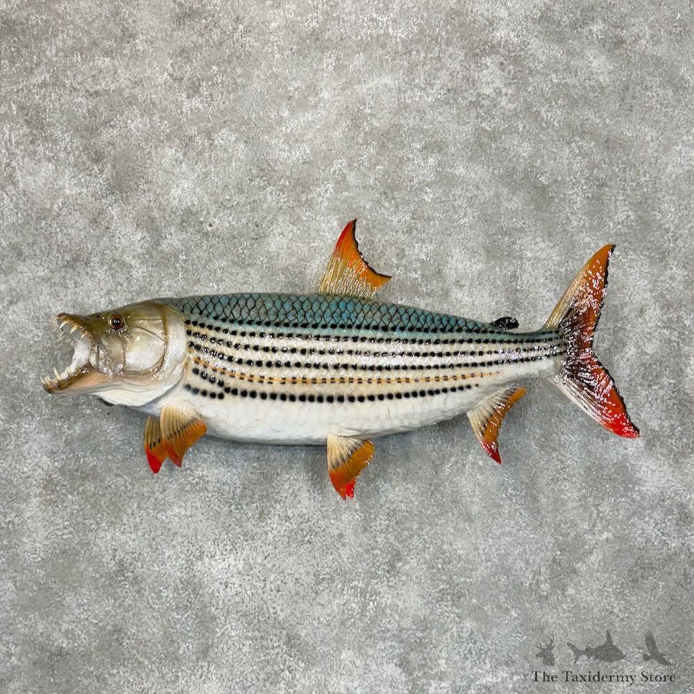 African Tigerfish Mount For Sale #29369 @ The Taxidermy Store