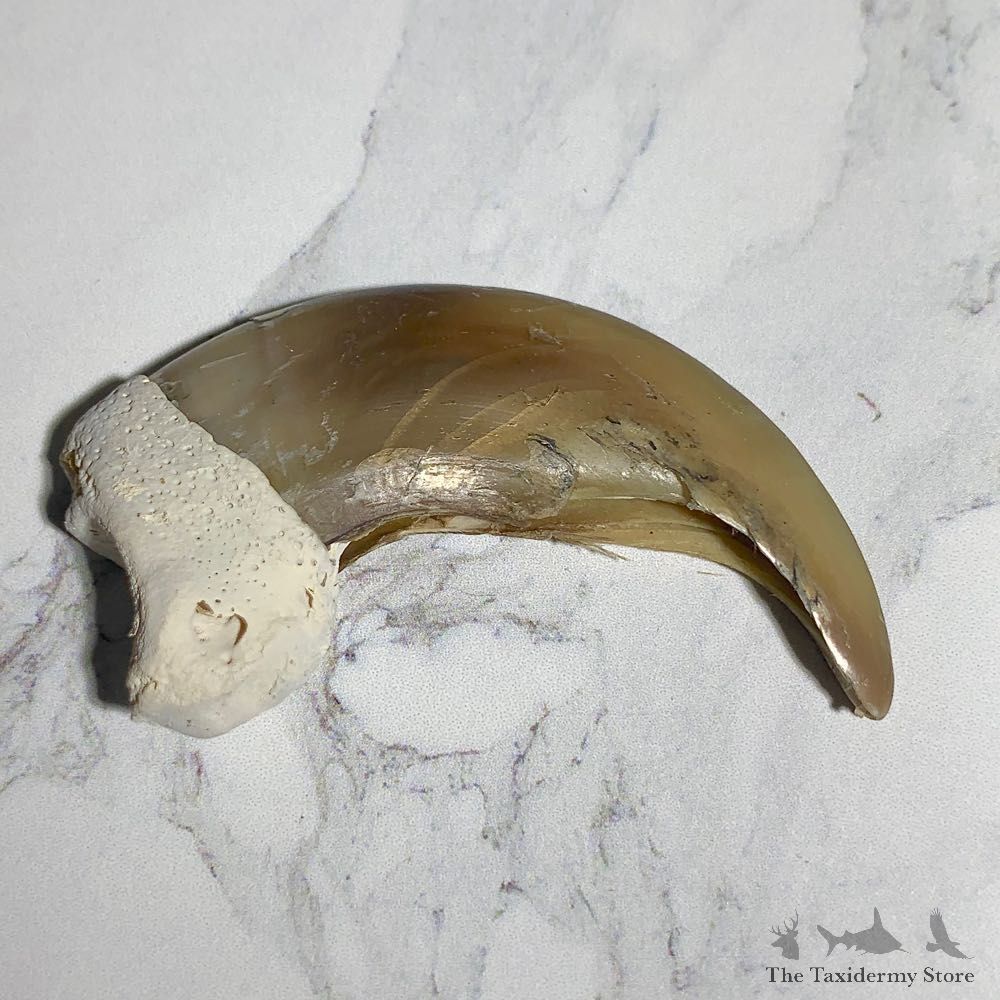 Grizzly Bear Claw For Sale #23766 - The Taxidermy Store