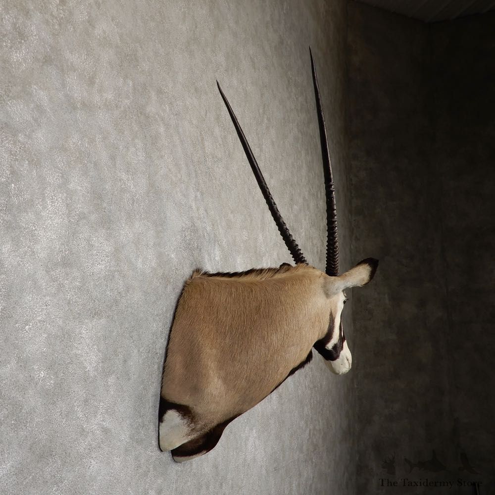 African Gemsbok Taxidermy Shoulder Mount For Sale #20186 @ The Taxidermy Store