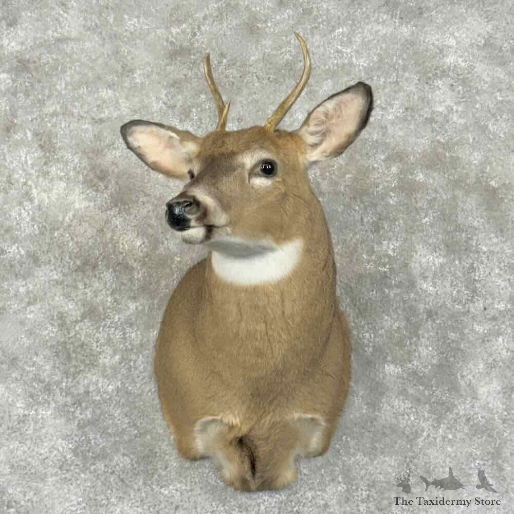 Whitetail Deer Shoulder Mount For Sale #31008 @ The Taxidermy Store