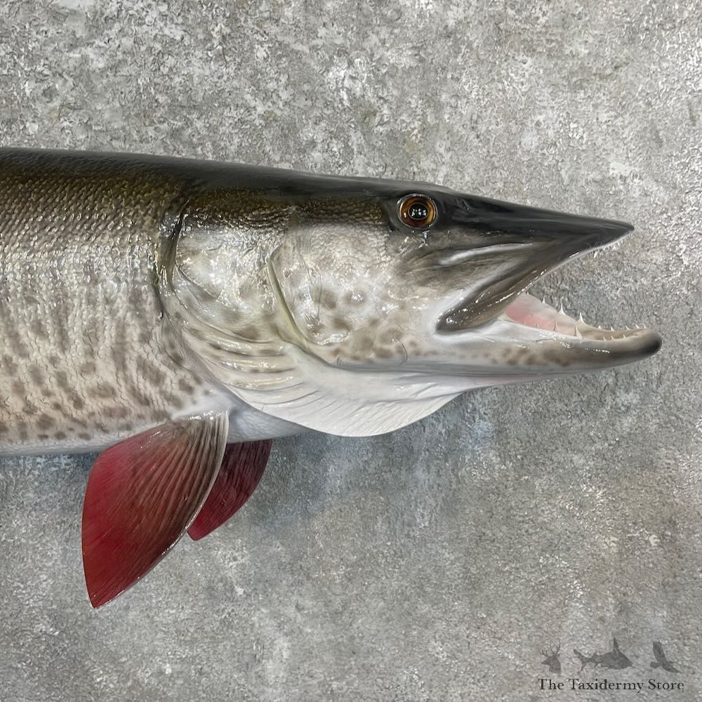 Reproduction Muskellunge Fish Mount For Sale #27232 @ The Taxidermy Store