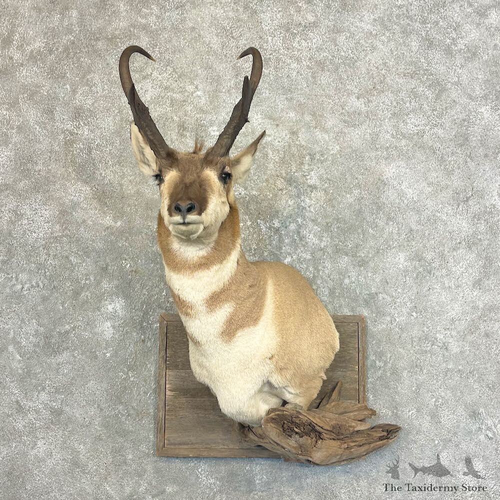 Pronghorn Antelope Shoulder Mount For Sale #27661 @ The Taxidermy Store