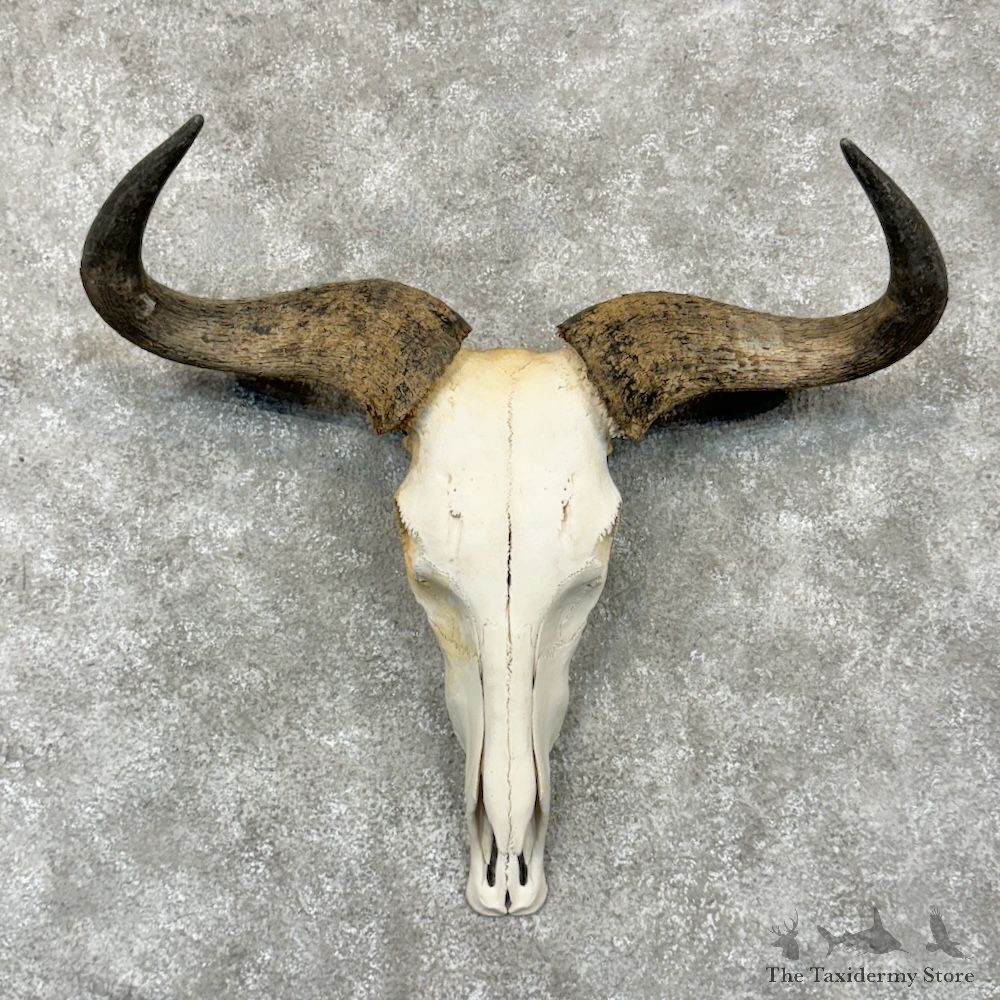 Blue Wildebeest Skull Horns European Mount For Sale #29289 @ The Taxidermy Store