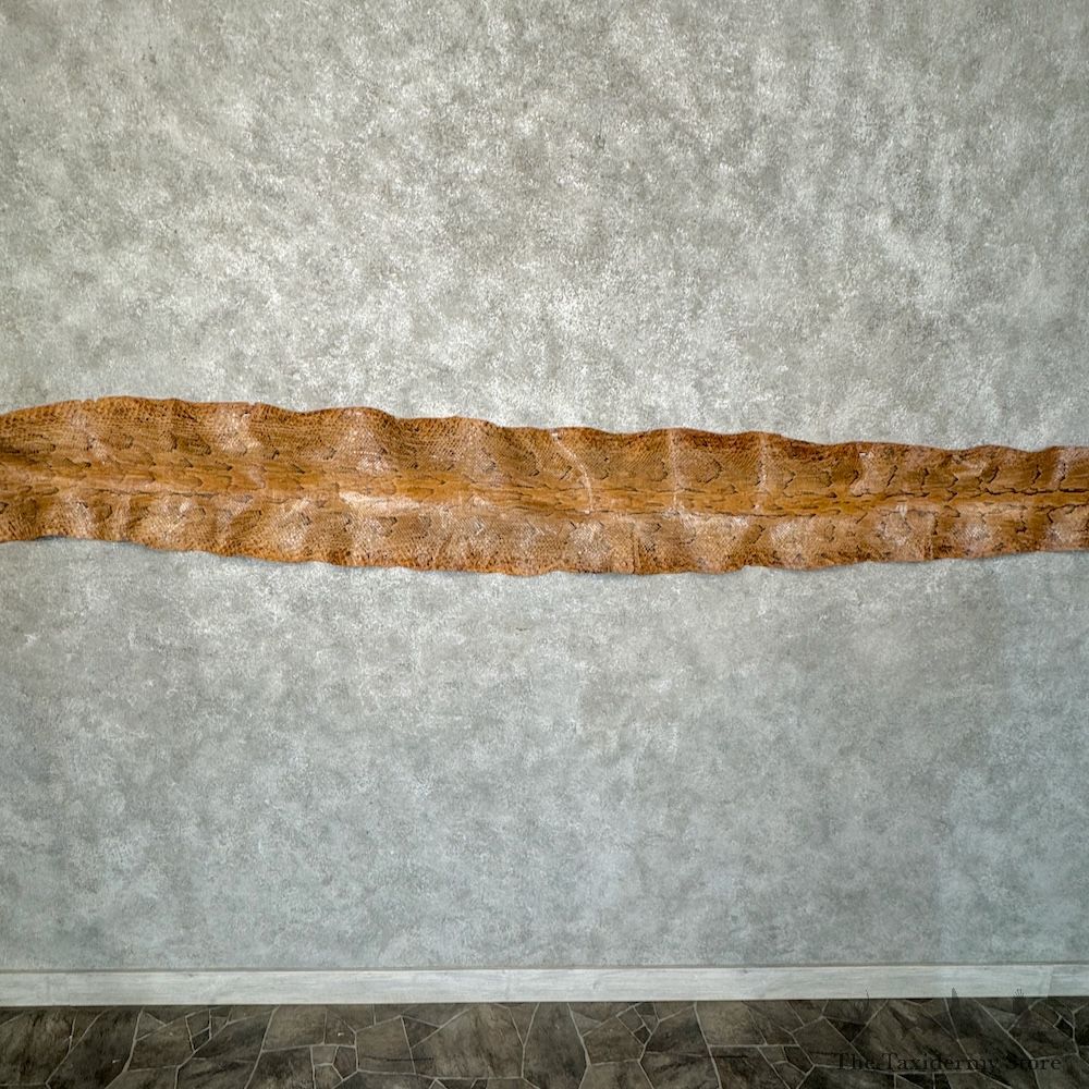 Rock Python Snake Skin For Sale #29778 @ The Taxidermy Store